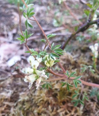 Rankende helmbloem - climbing corydalis - Corydalis claviculata 