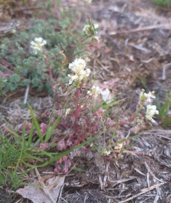 Rankende helmbloem - climbing corydalis - Corydalis claviculata 