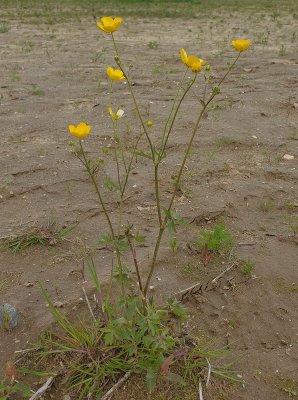 Scherpe boterbloem - Ranunculus acris.jpg