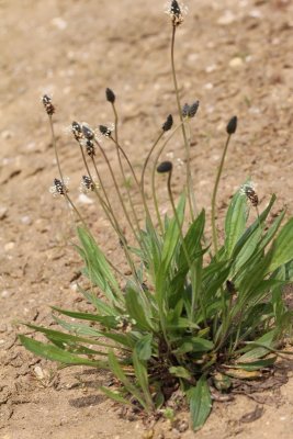 Smalle weegbree - Ribwort plantain - Plantago lanceolata 