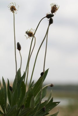 Smalle weegbree - Ribwort plantain - Plantago lanceolata.jpg