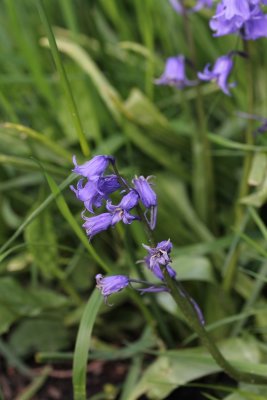 Basterdhyacint - Hyacinthoides x massartiana (H. non-scripta x hispanica) 