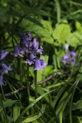 Basterdhyacint - Hyacinthoides x massartiana (H. non-scripta x hispanica) 