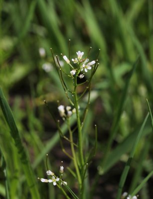 Bosveldkers - Cardamine flexuosa 