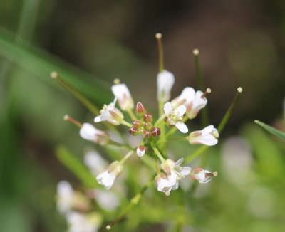 Bosveldkers - Cardamine flexuosa 