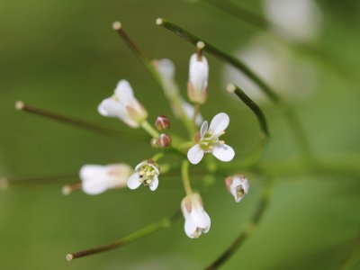 Bosveldkers - Cardamine flexuosa