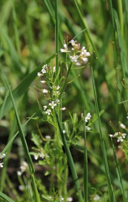 Bosveldkers - Cardamine flexuosa 
