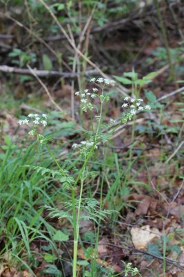 Fluitenkruid - Anthriscus sylvestris