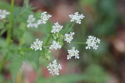 Fluitenkruid - Anthriscus sylvestris 