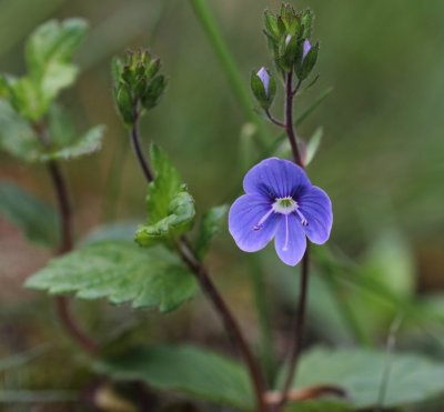 Gewone ereprijs - Veronica chamaedrys 