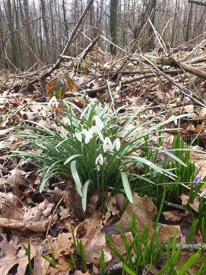 Sneeuwklokje - Snowdrop - Galanthus 