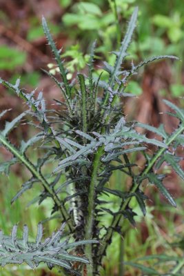 Kale jonker - Cirsium palustre.jpg