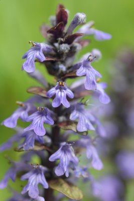 Kruipend zenegroen - Ajuga reptans 