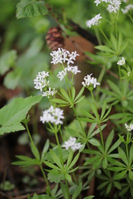 Lievevrouwebedstro - Galium odoratum