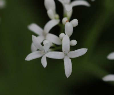 Lievevrouwebedstro - Galium odoratum 