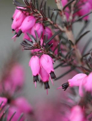 Rode dophei - Erica cinerea 