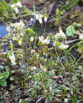 Vroegeling - Draba verna   