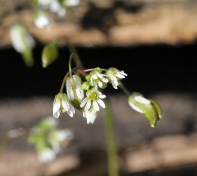 Vroegeling , Draba verna   