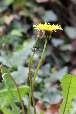 Paardebloem - Taraxacum officinale 