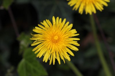 Paardebloem - Taraxacum officinale