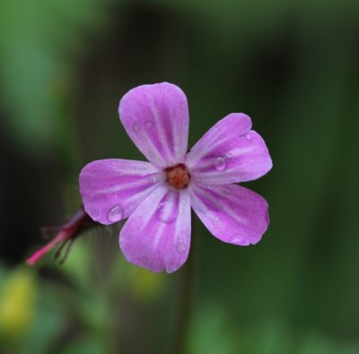 Robertskruid - Geranium robertianum 