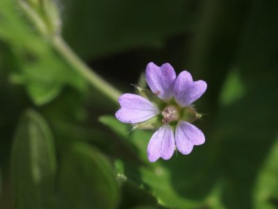 Kleine ooievaarsbek -  Geranium pusillum 