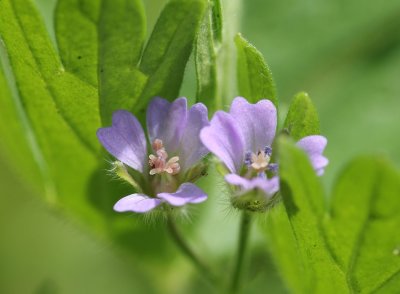 Kleine ooievaarsbek -  Geranium pusillum 