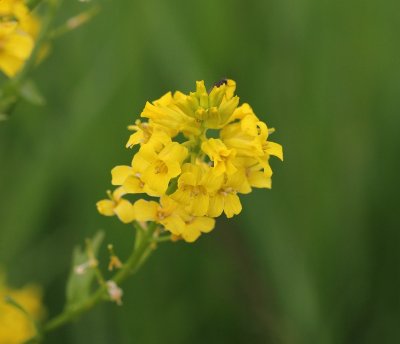 Gewoon barbarakruid - Barbarea vulgaris 