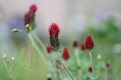 Inkarnaatklaver - Crimson clover - Trifolium incarnatum.jpg