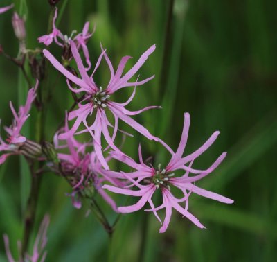 Echte koekoeksbloem - Silene flos-cuculi 