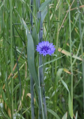 Korenbloem - Centaurea cyanus 