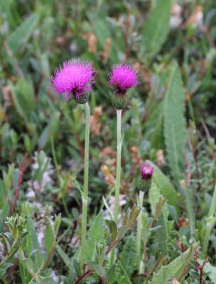 Spaanse ruiter - Cirsium dessectum