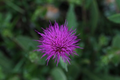Spaanse ruiter - Cirsium dessectum 