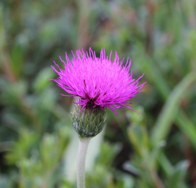 Spaanse ruiter - Cirsium dessectum 