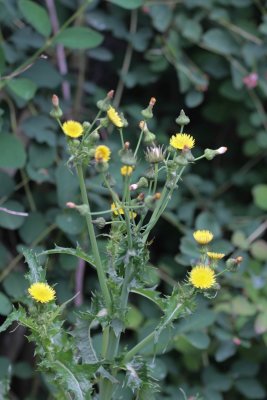 Gekroesde Melkdistel - Sonchus asper