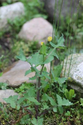 Gewone melkdistel - Sonchus oleraceus