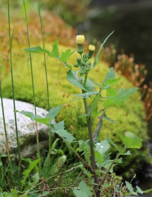 Gewone melkdistel - Sonchus oleraceus