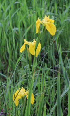 Gele lis - Iris pseudacorus