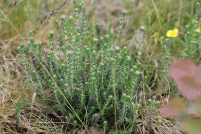 Gewone dophei - Erica tetralix 