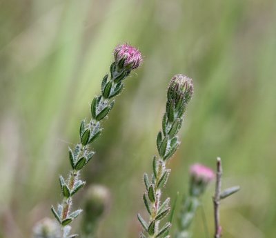 Gewone dophei - Erica tetralix  