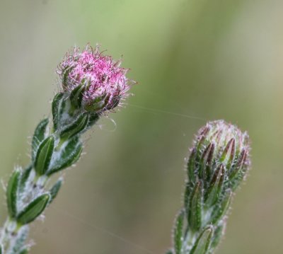 Gewone dophei - Erica tetralix 