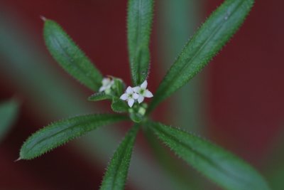Kleefkruid - Galium aparine