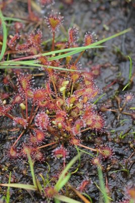 Kleine zonedauw - Drosera intermedia.