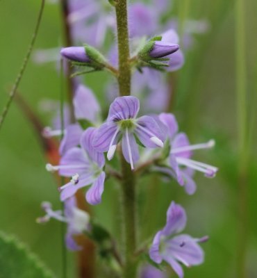 Mannetjesereprijs - Veronica officinalis 