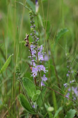 Mannetjesereprijs - Veronica officinalis