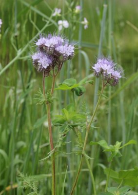 Phacelia - Phacelia tanacetifolia