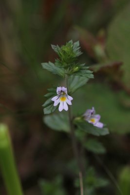 Stijve ogentroost - Euphrasia stricta