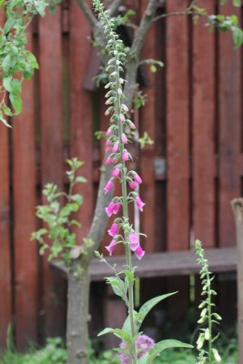 Vingerhoedskruid - Digitalis purpurea