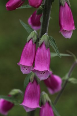 Vingerhoedskruid - Digitalis purpurea 