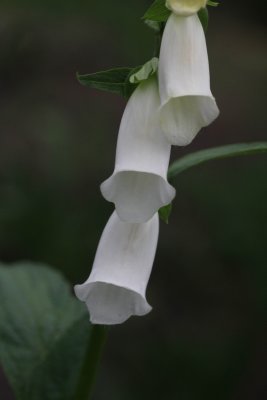 Vingerhoedskruid - Digitalis purpurea 